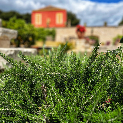Close-up of Villa Cappelli's rosemary oil-infused green bush in focus, with a blurred background featuring a vibrant red house and a clear blue sky.