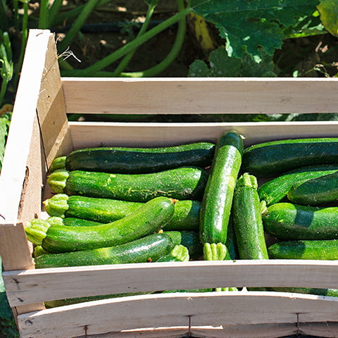 A wooden crate filled with Villa Cappelli Marinated Zucchini in a garden setting, drizzled with extra virgin olive oil, with sunlight highlighting the vibrant colors.