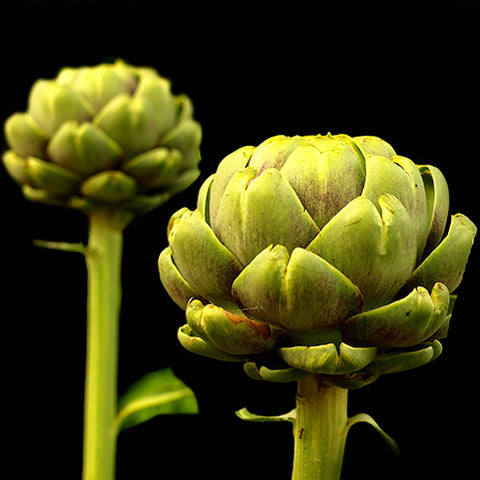 Two Marinated Artichoke Hearts from Villa Cappelli on a black background.