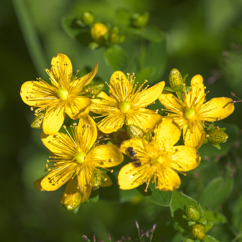 Villa Cappelli St. John's Wort Oil, a medicinal plant known for its antibacterial properties, features vibrant yellow flowers on a lush green plant.
