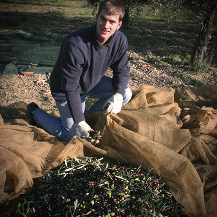 Extra Virgin Olive Oil - Villa Cappelli - 6