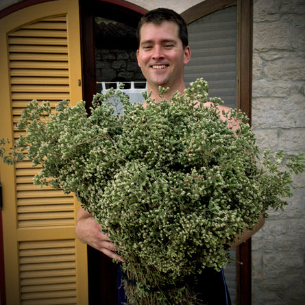A man holding a bunch of herbs while preparing personalized messages with special instructions for the Delicious Italian Kitchen Collection by Villa Cappelli.